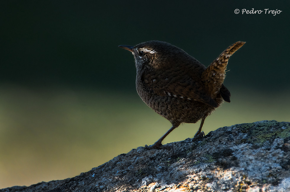 Chochin (Troglodytes troglodytes)